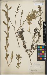 Foto von Salix purpurea L.